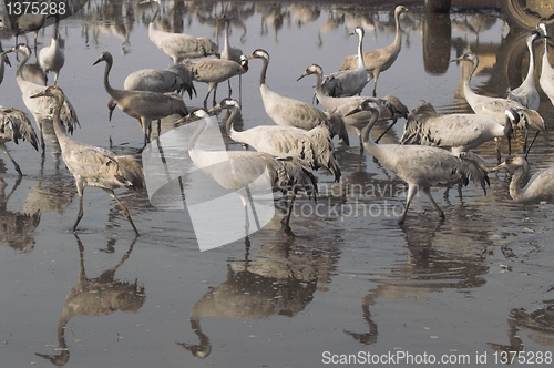 Image of Migrate of birds