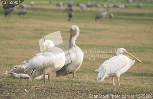 Image of Migrating pelicanes