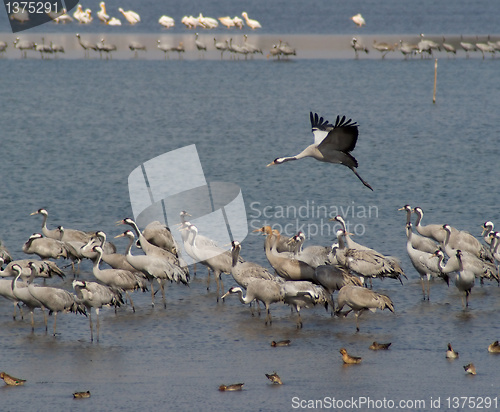 Image of Migrating birds over nature lake at spring and autumn