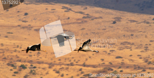 Image of Migrating birds over nature lake at spring and autumn