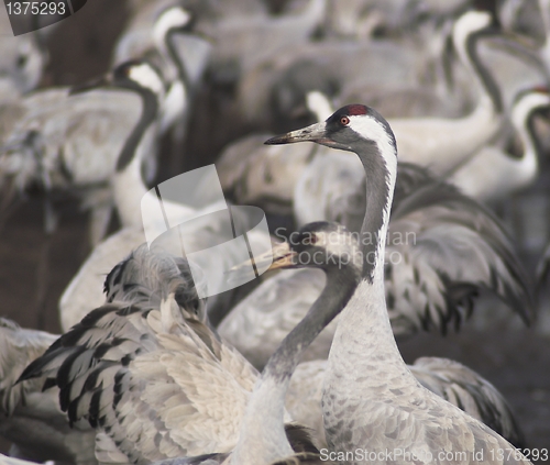 Image of Migrate of birds