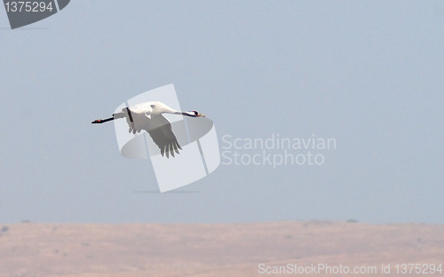 Image of Migrating birds over nature lake at spring and autumn