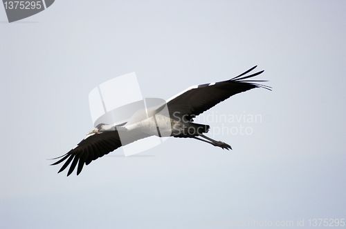 Image of Stork flight