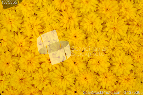 Image of Group of Rudbeckia laciniata flower heads – yellow daisy background