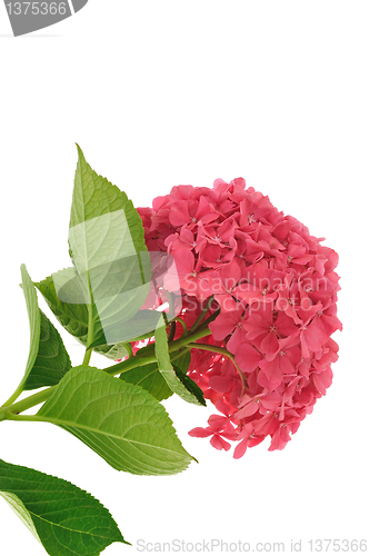 Image of Hydrangea macrophylla  flower  isolated on white background