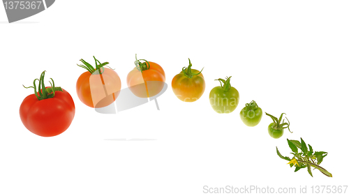 Image of Evolution of red tomato isolated on white background