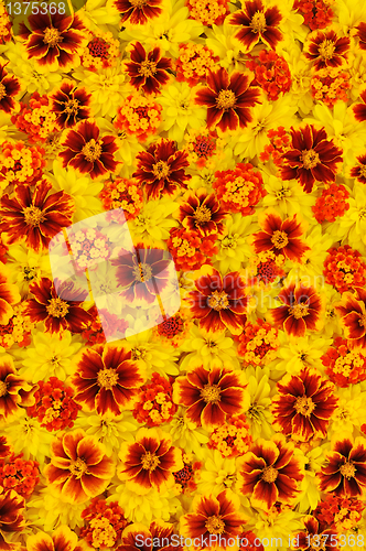 Image of Rudbeckia laciniata, Lantana camara, Tagetes - flower heads