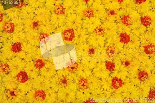 Image of Group of Rudbeckia laciniata and Lantana camara flower heads