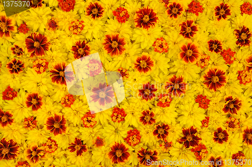 Image of Rudbeckia laciniata, Lantana camara, Tagetes - flower heads