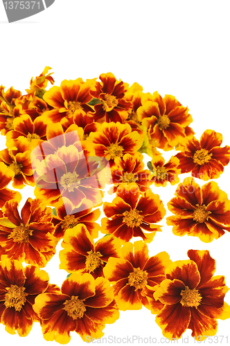 Image of Marigold  flower heads over white background