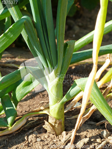 Image of Green onion