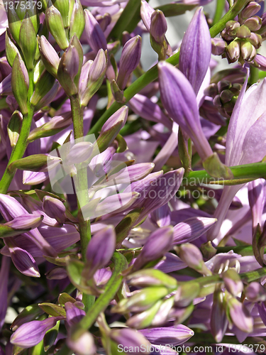 Image of Hosta blooms