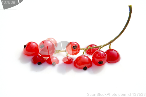 Image of bathing red berries