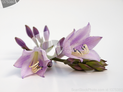 Image of Hosta flowers