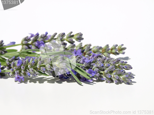 Image of Purple lavender