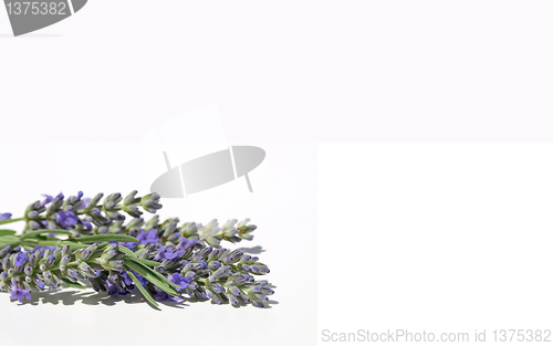 Image of Lavender flowers