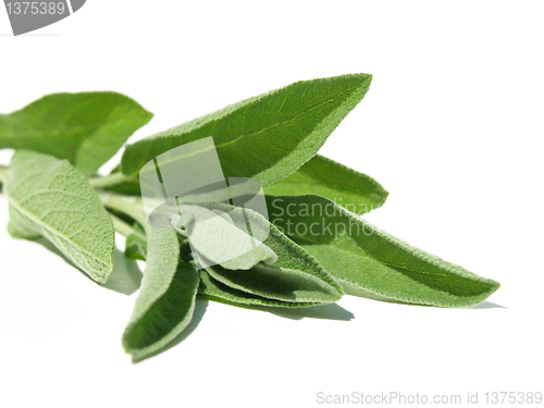 Image of Sage leaves