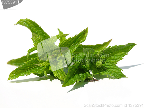 Image of Spearmint