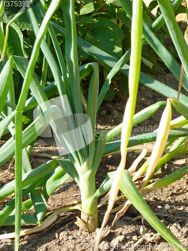 Image of Green onions