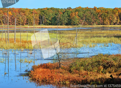 Image of Autumn forest on the lake.