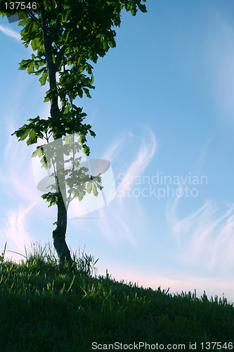 Image of warm summer night