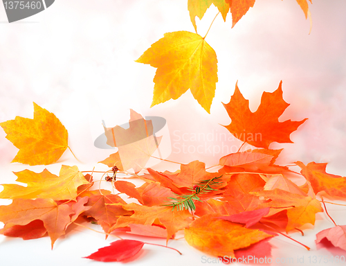Image of Colorful autumn leaves