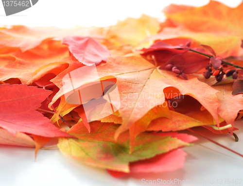 Image of Colorful autumn leaves
