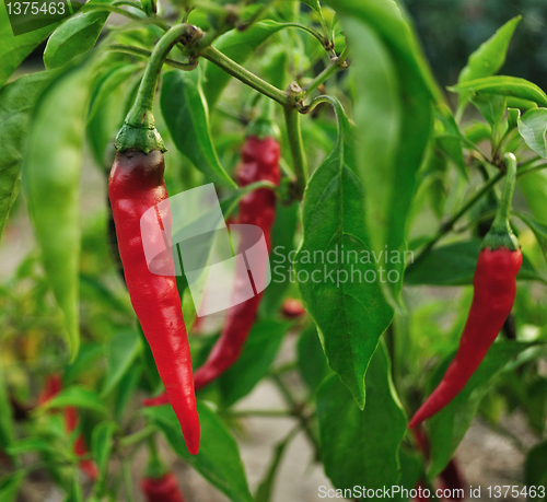 Image of hot red peppe