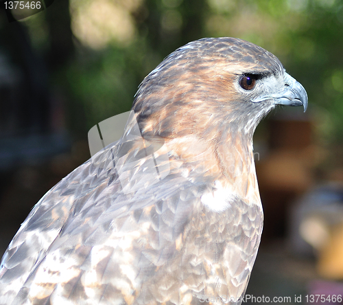 Image of a Hawk , close up
