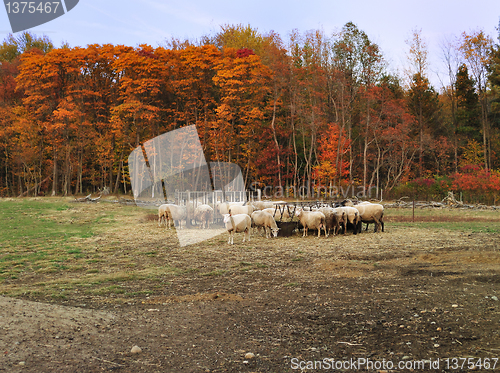 Image of autumn in a sheep farm 