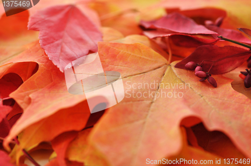 Image of Colorful autumn leaves