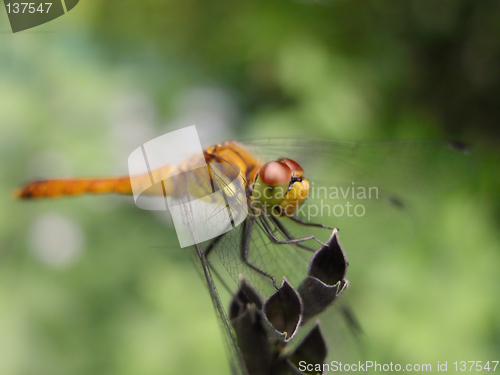 Image of Dragonfly