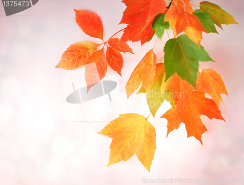 Image of Colorful autumn leaves