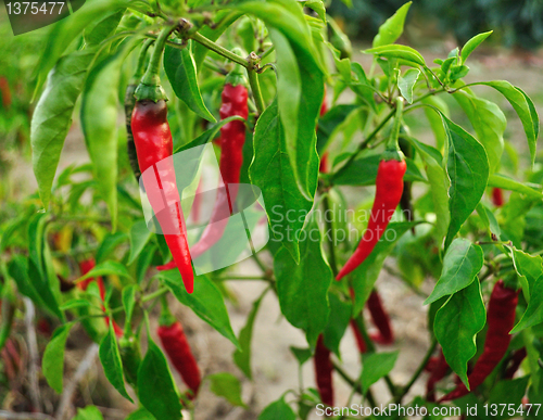 Image of hot red pepper