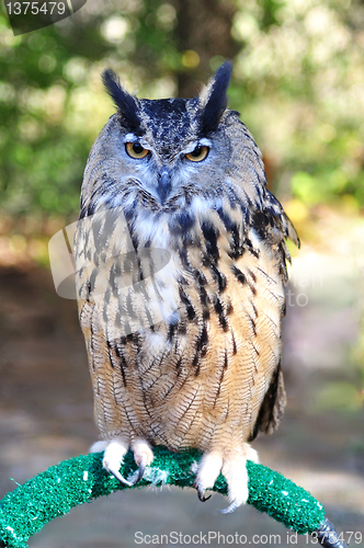 Image of Great Horned Owl