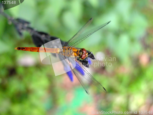 Image of Dragonfly-upper view
