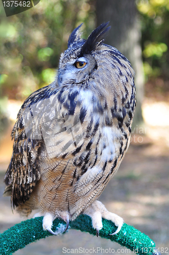 Image of Great Horned Owl 