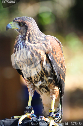 Image of Hawk sitting on the glove 