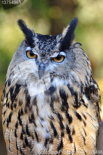 Image of Great Horned Owl