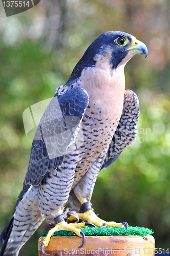 Image of Peregrine Falcon 