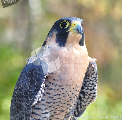 Image of Peregrine Falcon