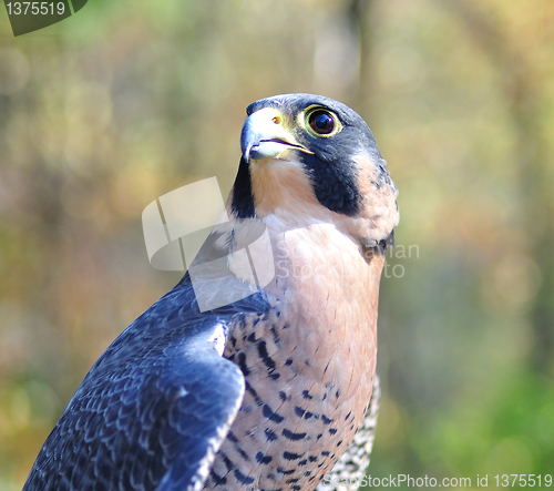 Image of Peregrine Falcon