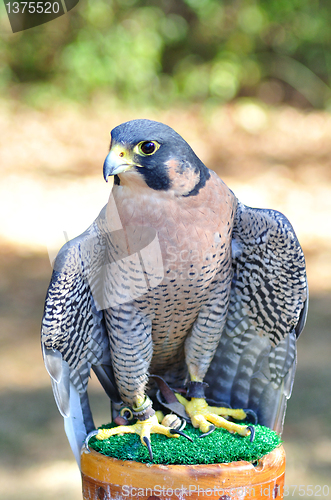 Image of Peregrine Falcon