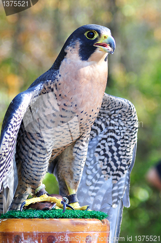 Image of Peregrine Falcon