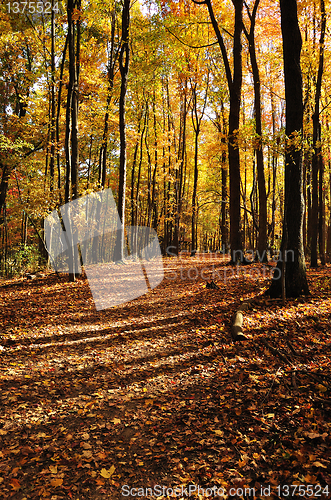 Image of autumn forest 
