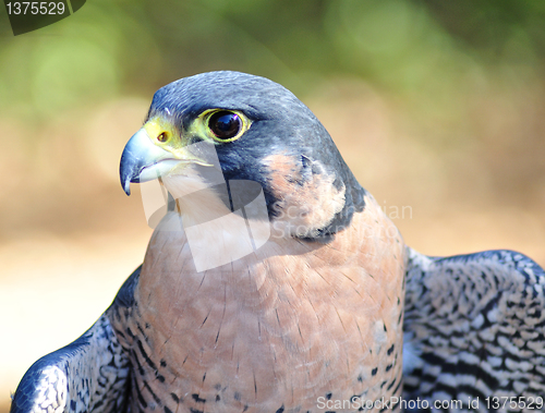 Image of Peregrine Falcon