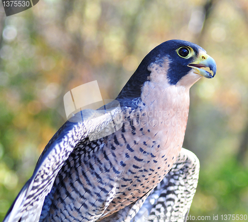 Image of Peregrine Falcon