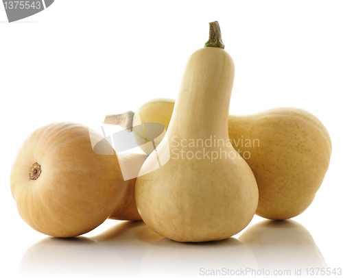 Image of Butternut squash 