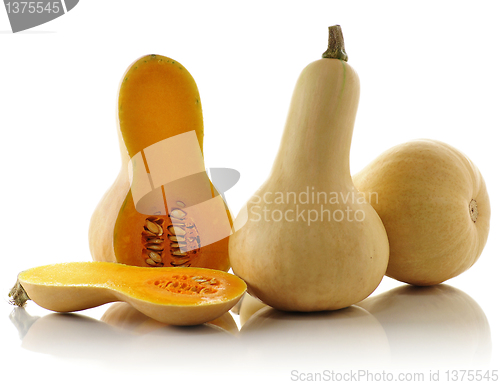 Image of Butternut squash