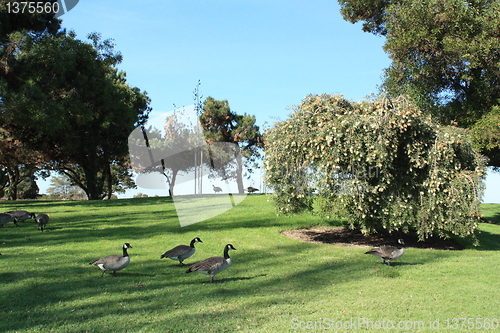 Image of Geese still roaming the park